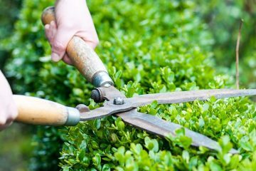 صيانة الحدائق garden maintenance